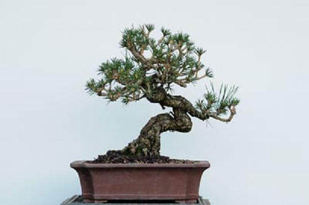 图解 在加利福尼亚州教松树盆景的修剪技巧