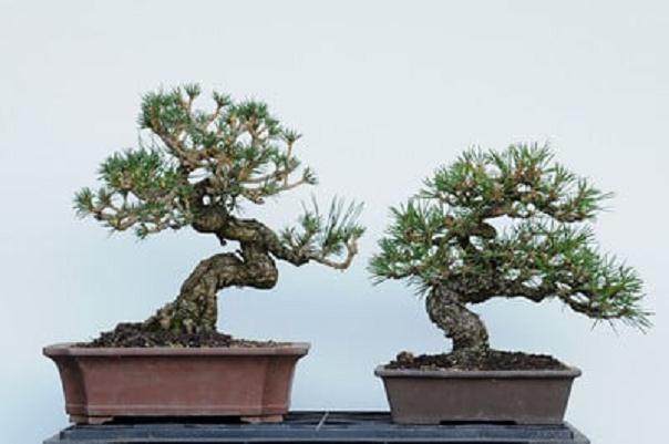 图解 在加利福尼亚州教松树盆景的修剪技巧