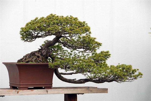 图解 在加利福尼亚州教松树盆景的修剪技巧