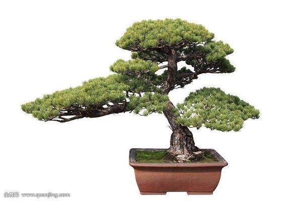 图解 在加利福尼亚州教松树盆景的修剪技巧