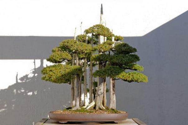 国家盆景和盆景博物馆 - 北美馆