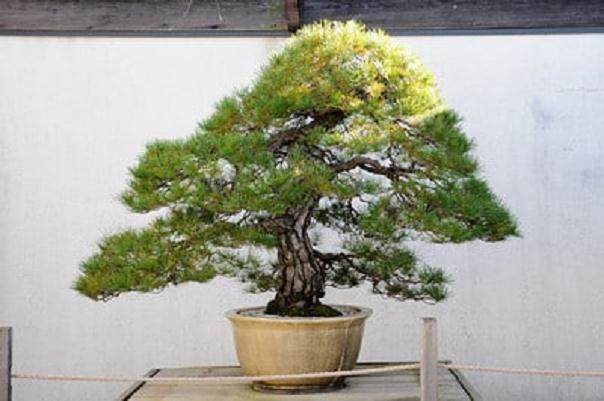 国家盆景和盆景博物馆  日本篇