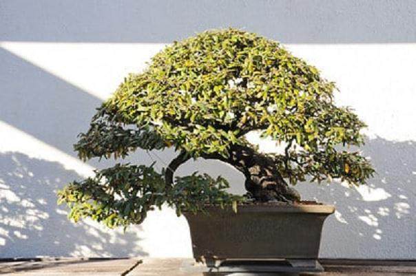 国家盆景和盆景博物馆  日本篇