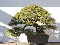 国家盆景和盆景博物馆  日本篇