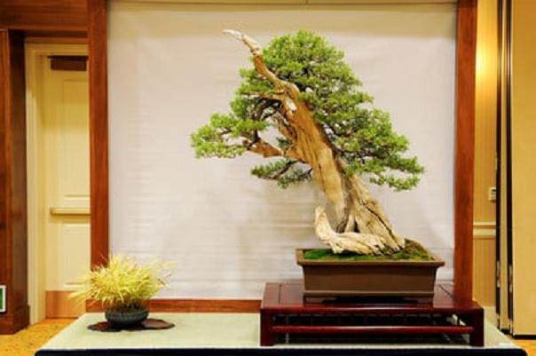 金州盆景联合会第三十三届会议展览