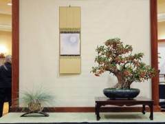 金州盆景联合会第三十三届会议展览