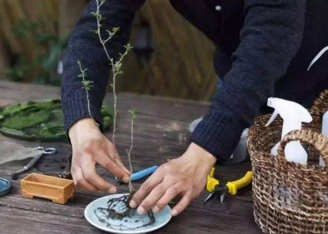 图解 简制作微型盆景的6个步骤