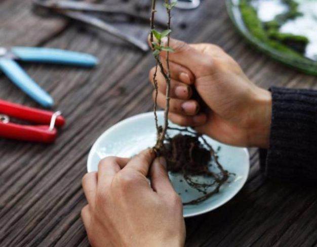 图解 简制作微型盆景的6个步骤