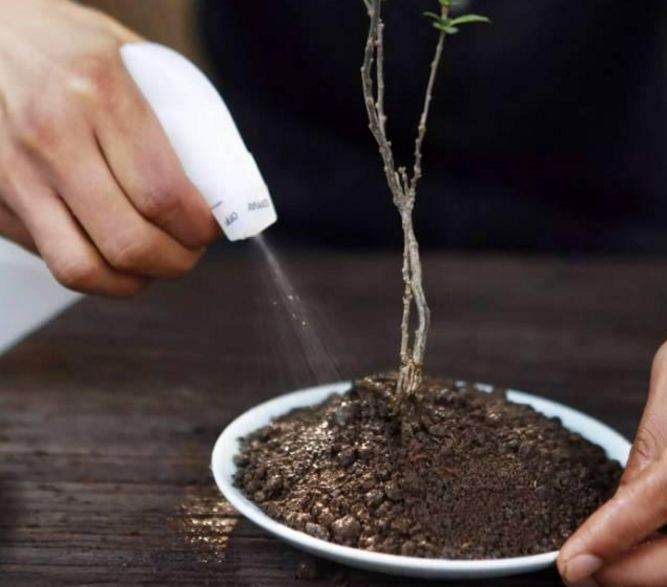 图解 简制作微型盆景的6个步骤