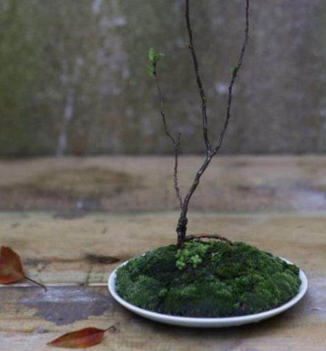 图解 简制作微型盆景的6个步骤