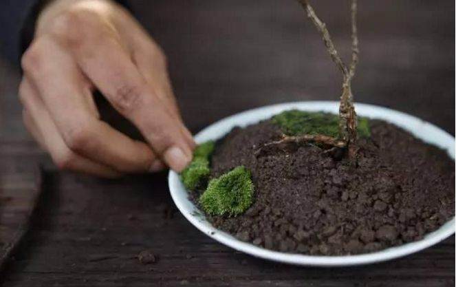 图解 简制作微型盆景的6个步骤