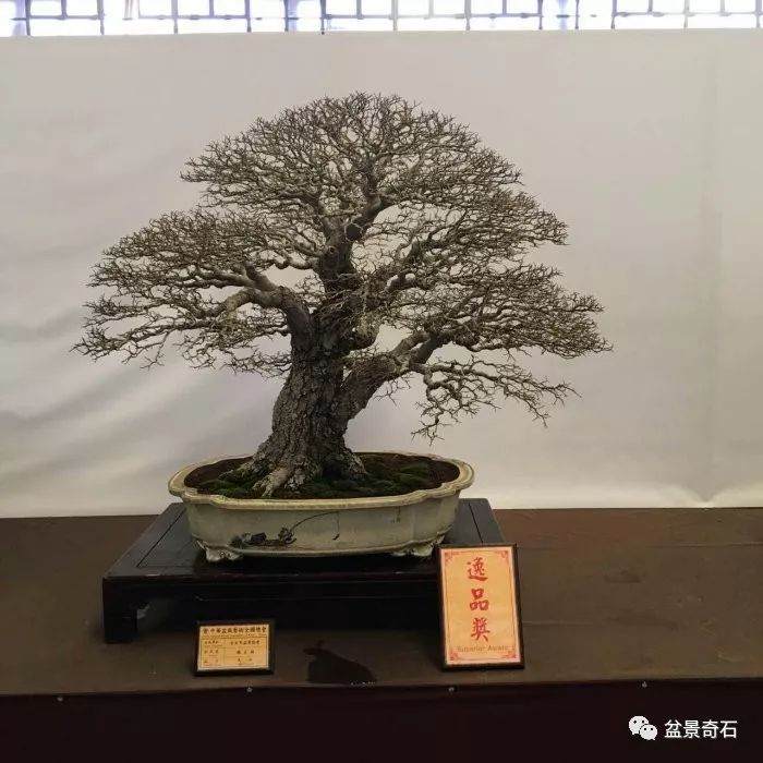 盆景制作要------“多看,会学,善悟”