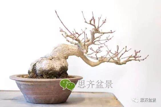 图解 成型红枫盆景发芽后如何养护