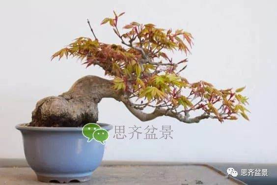 图解 成型红枫盆景发芽后如何养护