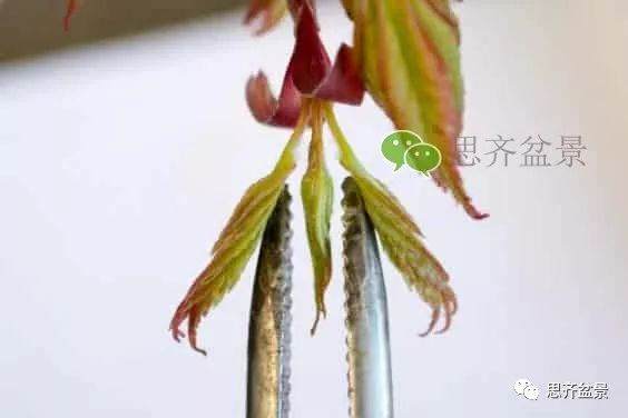 图解 成型红枫盆景发芽后如何养护