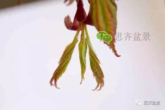 图解 成型红枫盆景发芽后如何养护