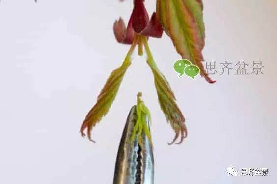 图解 成型红枫盆景发芽后如何养护