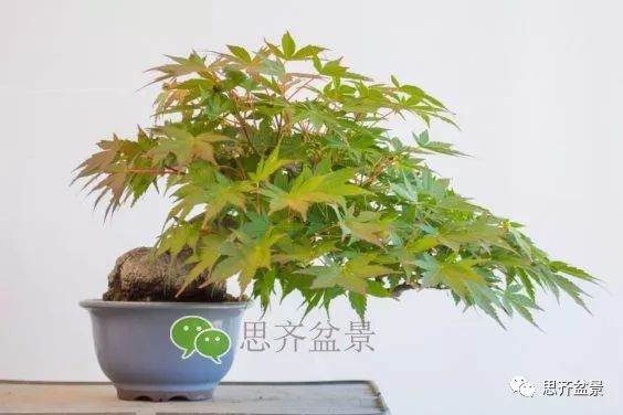 图解 成型红枫盆景发芽后如何养护
