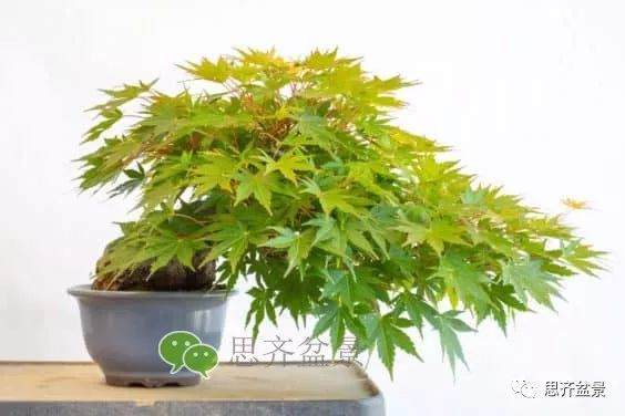 图解 成型红枫盆景发芽后如何养护