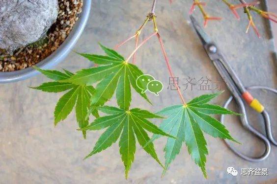 图解 成型红枫盆景发芽后如何养护