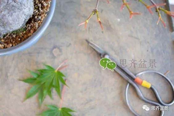 图解 成型红枫盆景发芽后如何养护