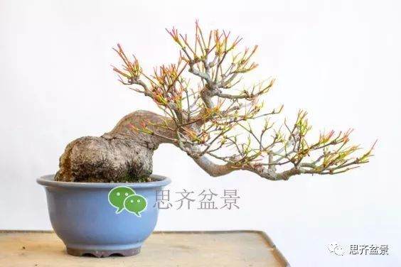 图解 成型红枫盆景发芽后如何养护