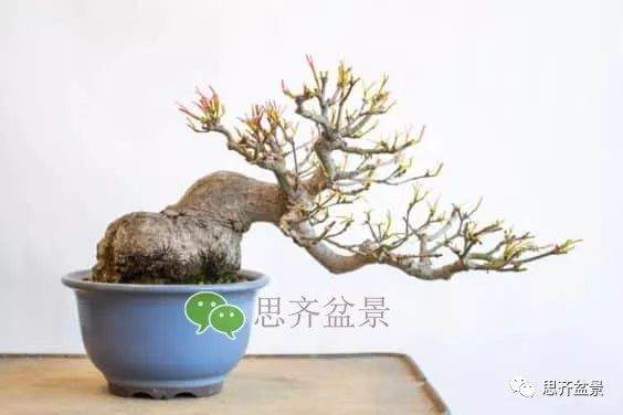 图解 成型红枫盆景发芽后如何养护