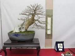 2009年欧洲的两次盆景展欣赏