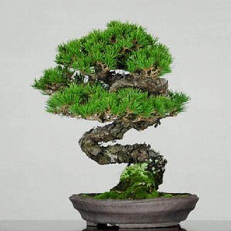 一些读者本周为杰夫的日本黑松盆景提供了建议