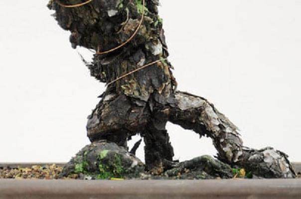 盆景树干最大的障碍是在树干底部