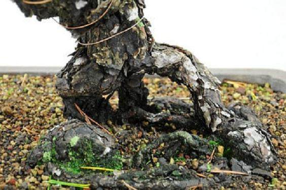 盆景树干最大的障碍是在树干底部