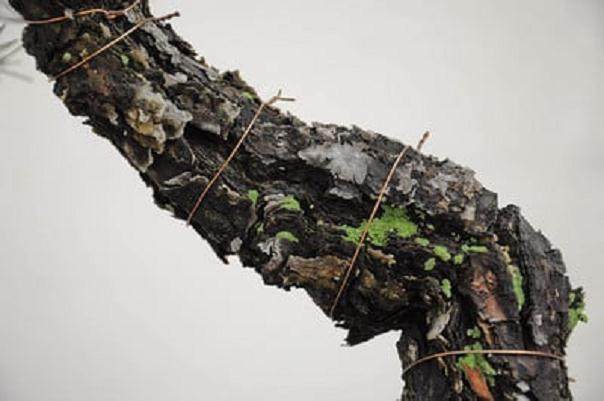 盆景树干最大的障碍是在树干底部