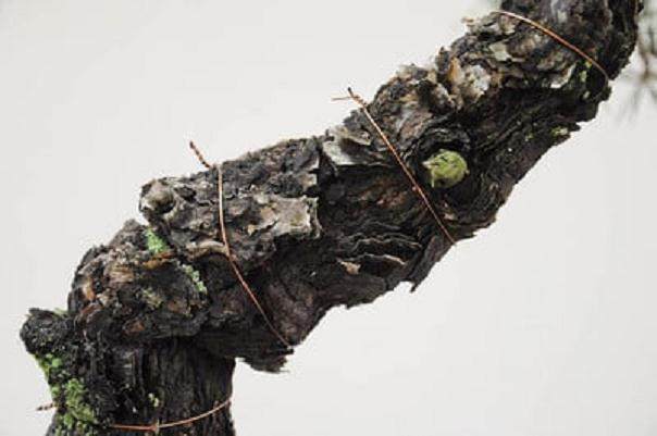 盆景树干最大的障碍是在树干底部