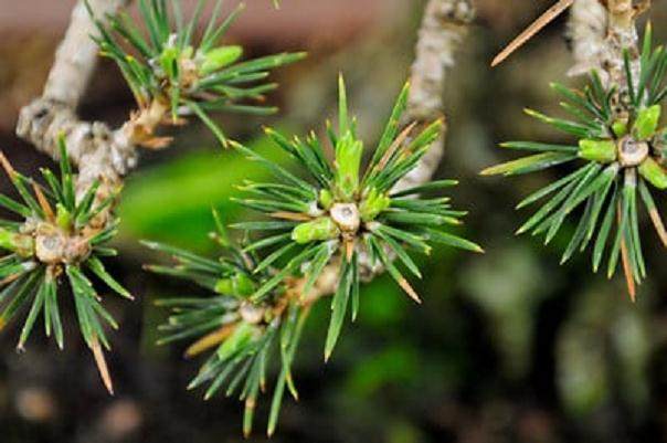 图解 秋季对盆景新芽发芽的修剪方法