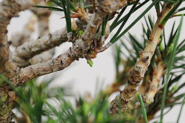 图解 秋季对盆景新芽发芽的修剪方法