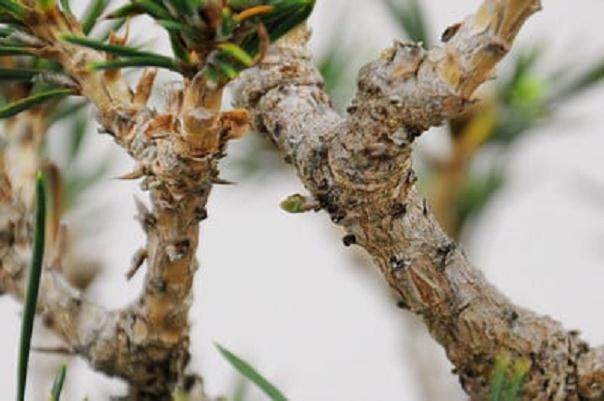 图解 秋季对盆景新芽发芽的修剪方法