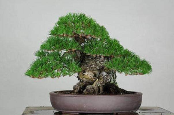 茶风格的日本黑松盆景