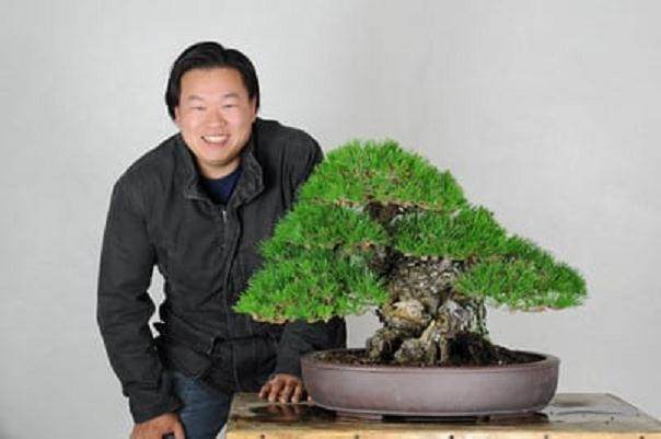 茶风格的日本黑松盆景