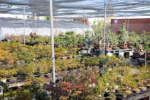 访问日本丸山盆景园