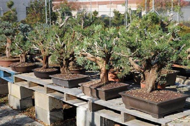 访问日本丸山盆景园