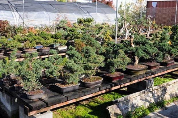 访问日本丸山盆景园