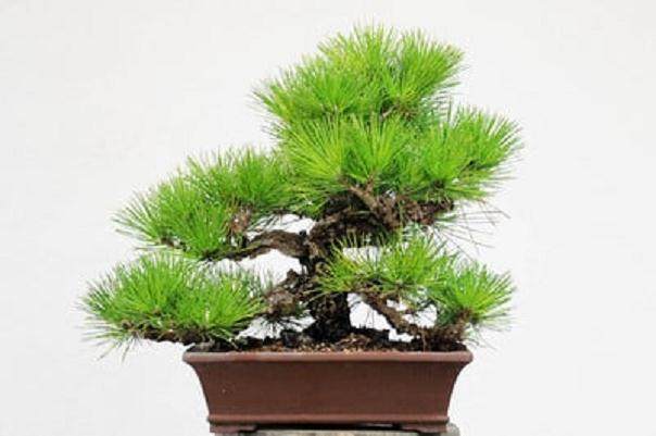 软木黑松树可以制作出戏剧性的盆景