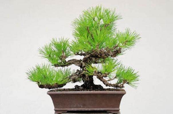 软木黑松树可以制作出戏剧性的盆景