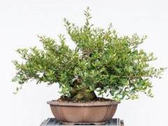 请欣赏锯齿状冬青盆景