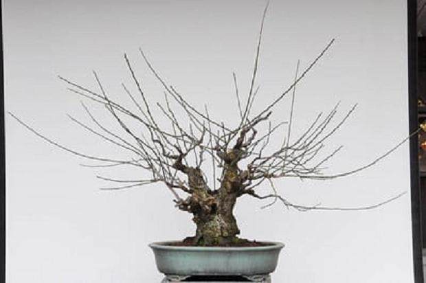 梅花盆景怎么发芽修剪和嫁接 图片