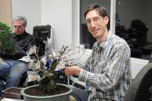 梅花盆景怎么发芽修剪和嫁接 图片