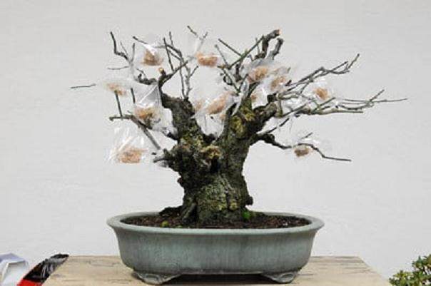 梅花盆景怎么发芽修剪和嫁接 图片
