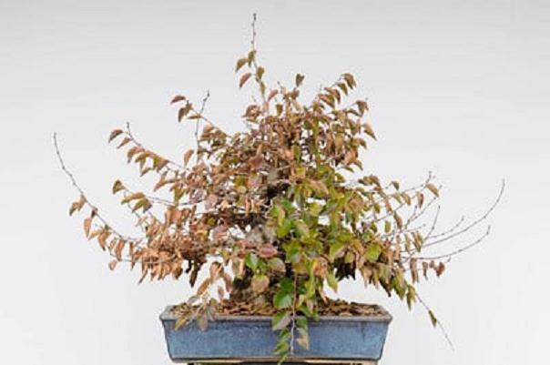 秋季的盆景工作 - 韩国鹅耳枥