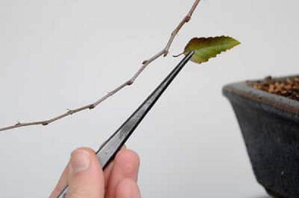 秋季的盆景工作 - 韩国鹅耳枥