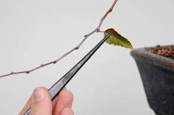 秋季的盆景工作 - 韩国鹅耳枥